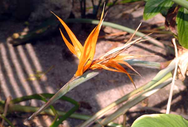 Eden Project,Strelizia reginae,Bird of Paradise Flower,Warm Temperate Biome