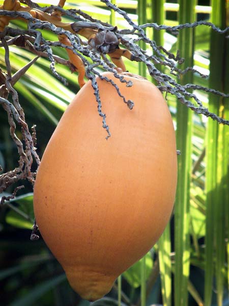 Eden Project,Coconut,Fruit,Nut,Plant,Humid Tropics Biome