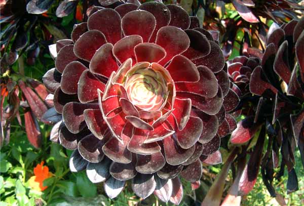 St Ives,Sempervivum,Plant