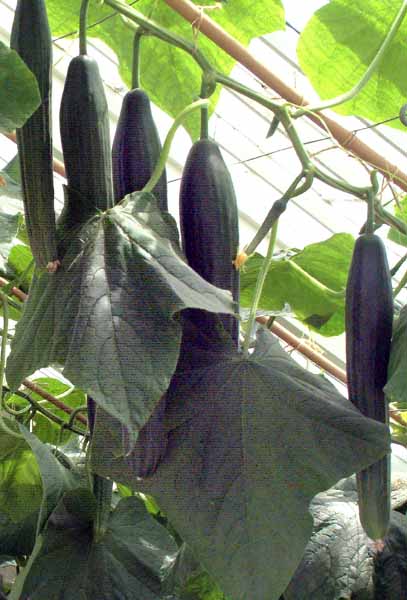 Heligan,Lost Gardens,Cucumbers,Fruit