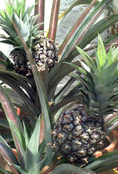 Heligan,Lost Gardens,Pineapples,Fruit