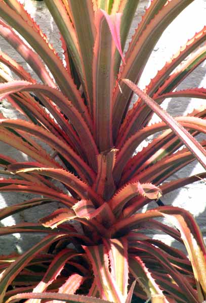 Heligan,Lost Gardens,Pineapple,Fruit