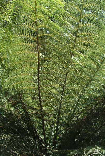 Heligan,Lost Gardens,Tree Fern