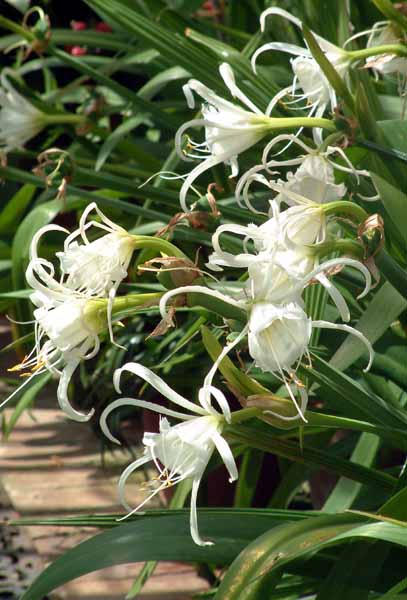 Heligan,Lost Gardens,Hymenocallis Lily,Flower