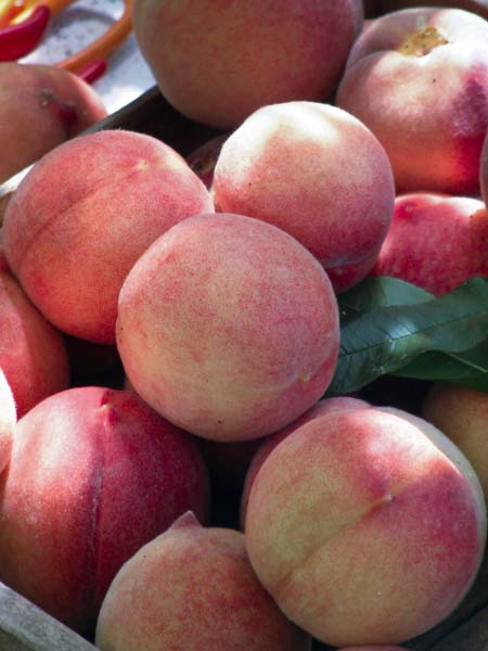 Heligan,Lost Gardens,Peaches,Fruit