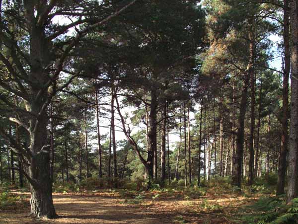 Avon Forest,Trees