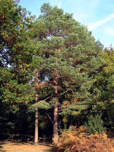Linford Bottom,Trees