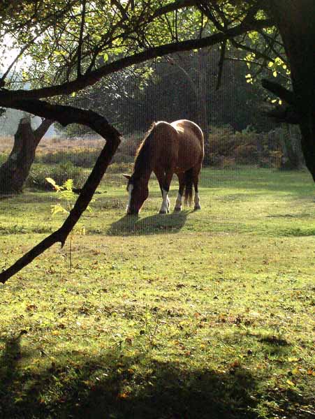 Linford Bottom,Pony,Horse,Animal