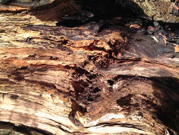 Bolderwood,Stump,Tree