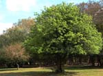 Rowan/Holly Tree, Howen Bushes