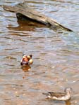 Mandarin Ducks Eyeworth Pond