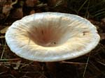 Fungus - Pamphill