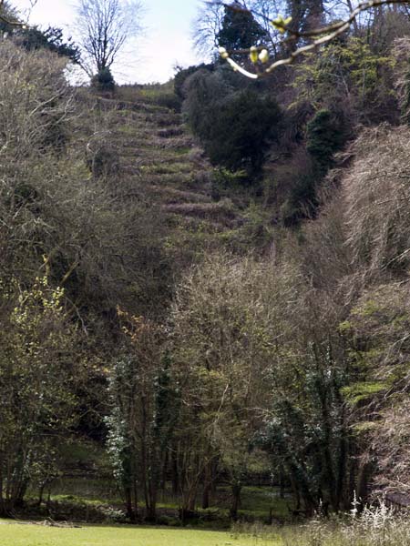 Zig-Zag Path,Selborne Common