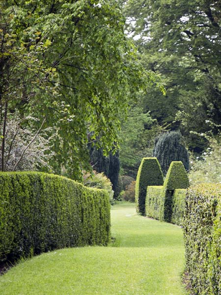 Philadelphus Walk,Hinton Ampner,Garden,National Trust