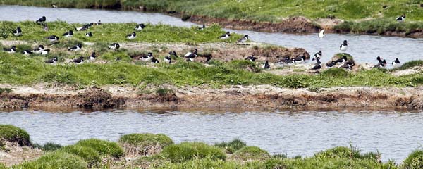Shell Ducks,Farlington Marshes,Nature Reserve