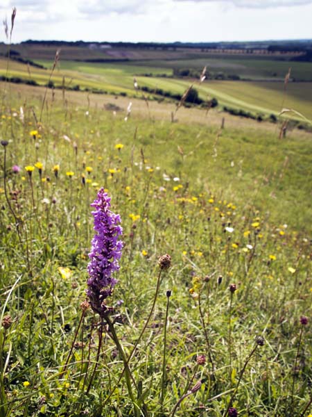 Ochid,Old Winchester Hill,Flower