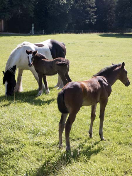 Horse,Foals,Avington Park