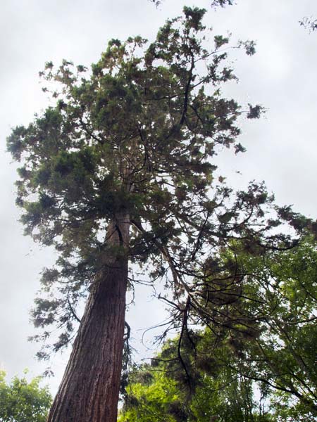 Redwood,Southwick