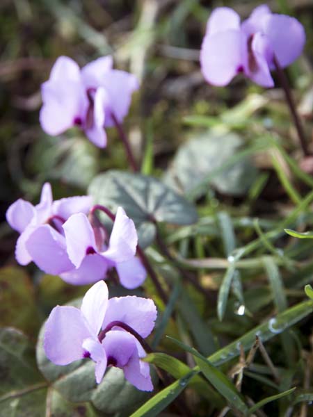 Cyclamen,Petworth House