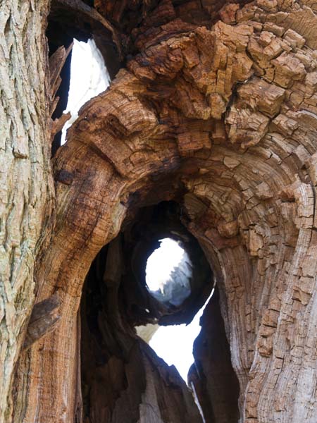 Bark,Petworth House
