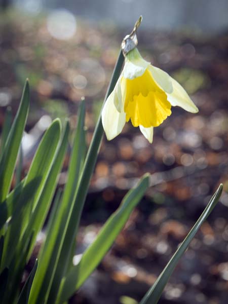 Daffodil,Petworth House