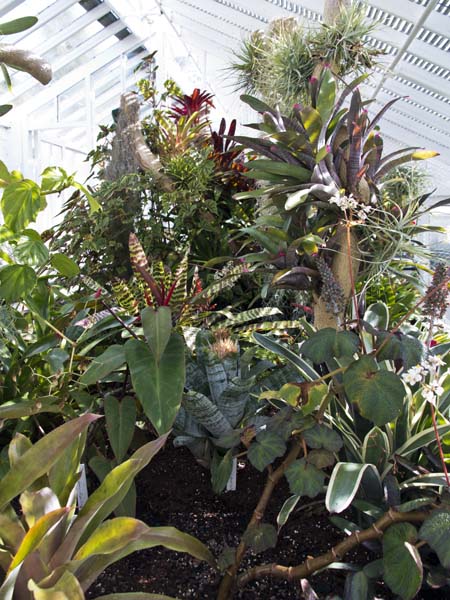 Plants,Greenhouses,Glasshouses,West Dean Gardens