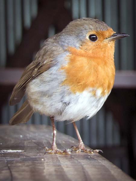 Robin,Bird,Dolaucoth Gold Mines