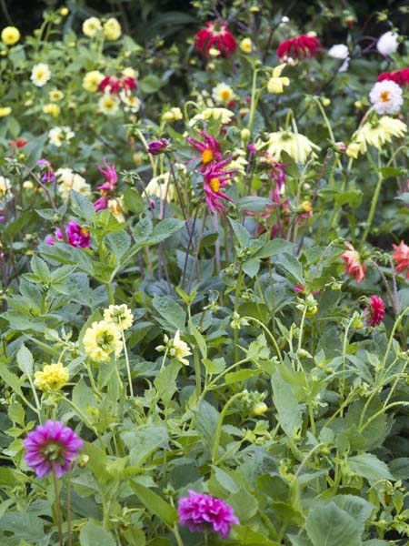 Dahlias,Llanerchaeron