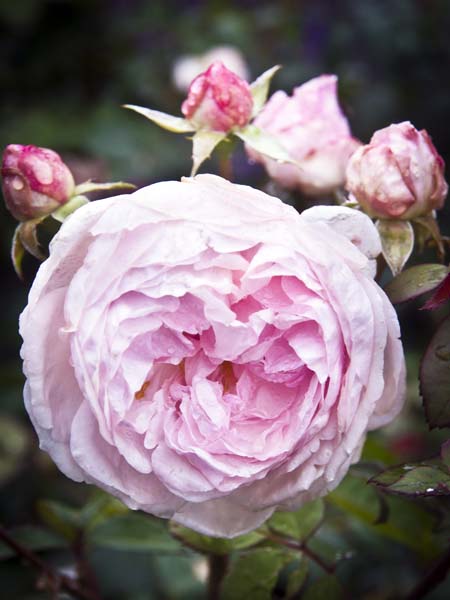 Pink Rose,Llanerchaeron