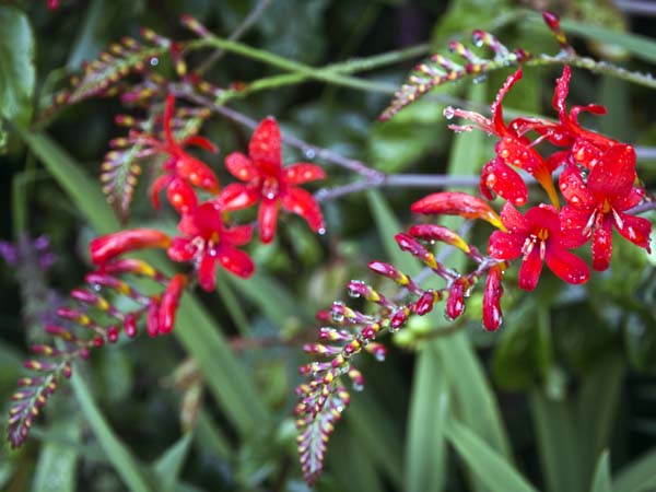 Montbretia,Llanerchaeron