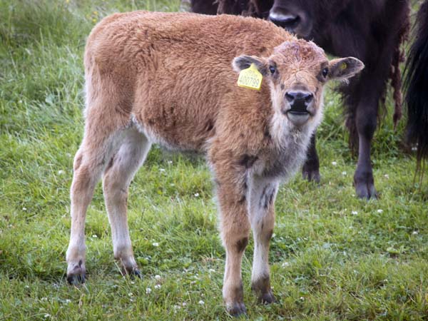Bison,Calf,Rhug Estate