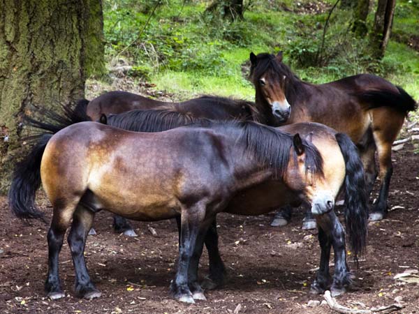 Exmoor Ponies,Selworthy
