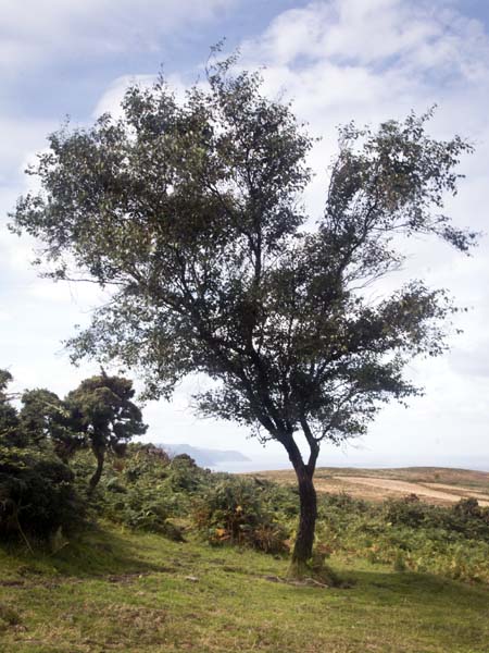 Tree,Selworthy,Beacon,Somerset