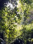 Trees  Near Cams Water Car Park