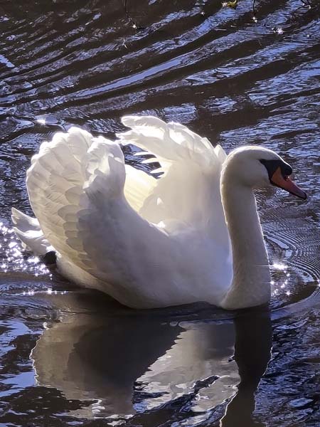 Swan,Roath,Park,Cardiff