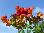 Trumpet Vine(Campsis radicans)