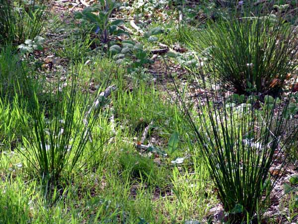 Horton,Prior's Copse,Priors Copse,Queens Copse,Queen's Copse,Rushes