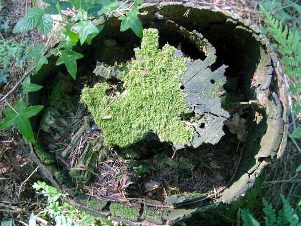 Horton,Prior's Copse,Priors Copse,Queens Copse,Queen's Copse,Stump,Tree