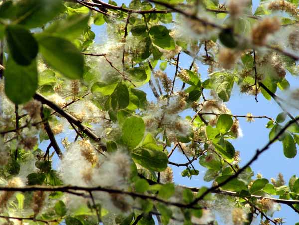 Tree,Willow,Seeds