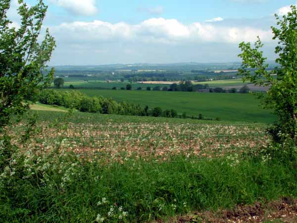 Long Crichel