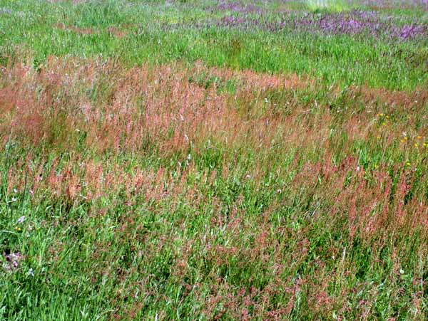 Horton,Prior's Copse,Priors Copse,Queens Copse,Queen's Copse,Meadow,Grass
