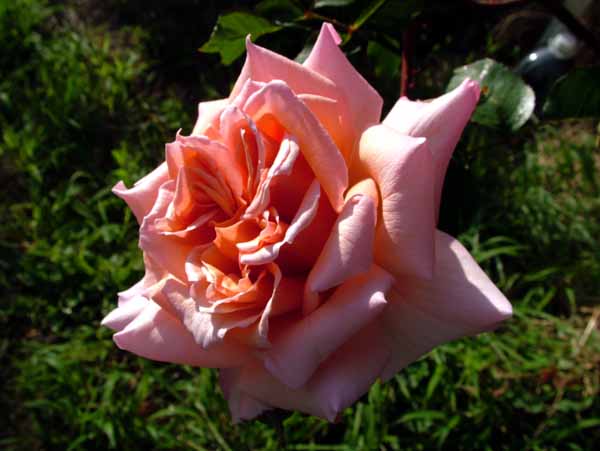 Flower,Rose