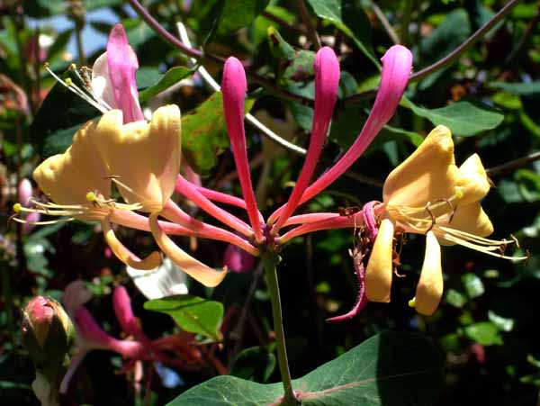 Flowers,Honeysuckle