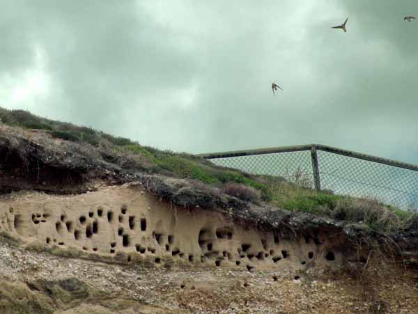 Hengistbury Head,Birds,Sand Martin Nests