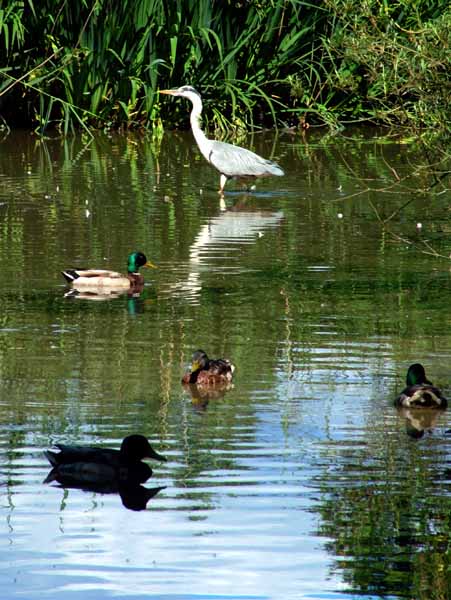 Upton Park,Heron,Bird
