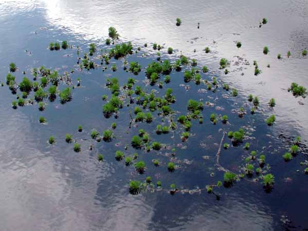 Upton Park,Pondweed,Pond,Lake