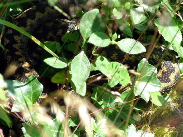 Reptiliary,Animal,Snake,Adder