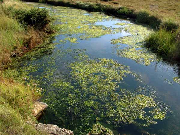 Lymington,Ditch