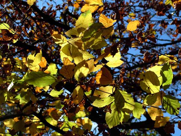 Beech,Leaves,Tree