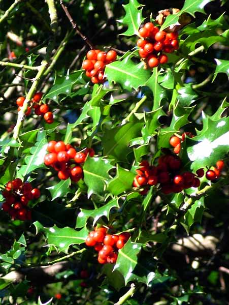 Trees,Holly Berries